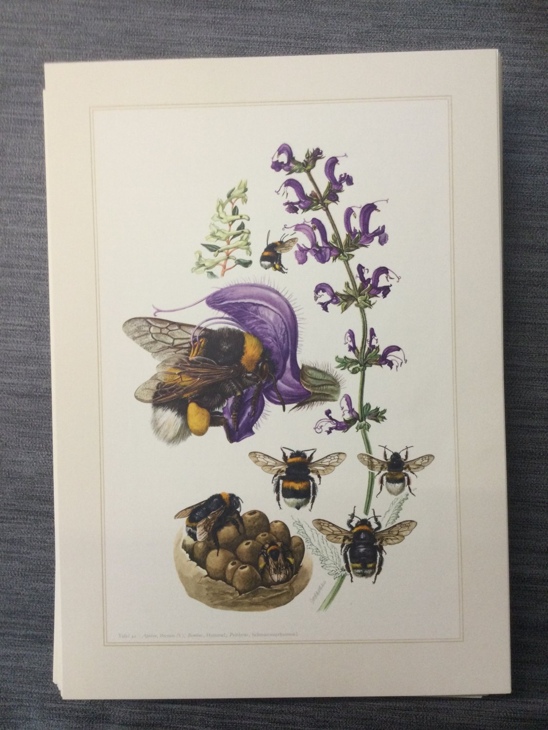洋書 SAMMLUNG NATURKUNDLICHER TAFELN Sammlung naturkundlicher Tafeln. (Hier): Teile 1 - 6 und 7.2